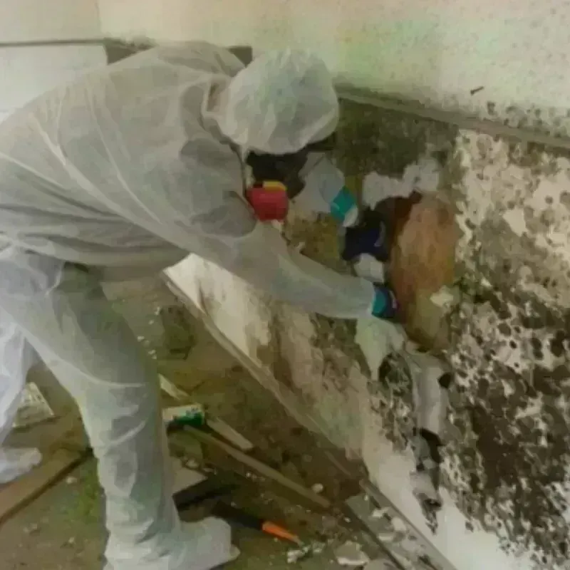 Mold Remediation and Removal in Midway, TN